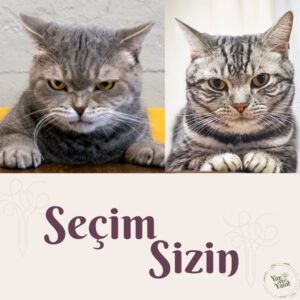 Bilinç Aleminde İfadelerden Bir Seçim makalesi için farklı yüz ifadelerine sahip iki kedinin fotoğrafı